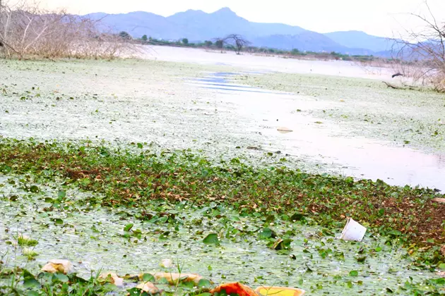 சதுப்பேரி ஏரி சுத்தம் செய்யப்படுமா?