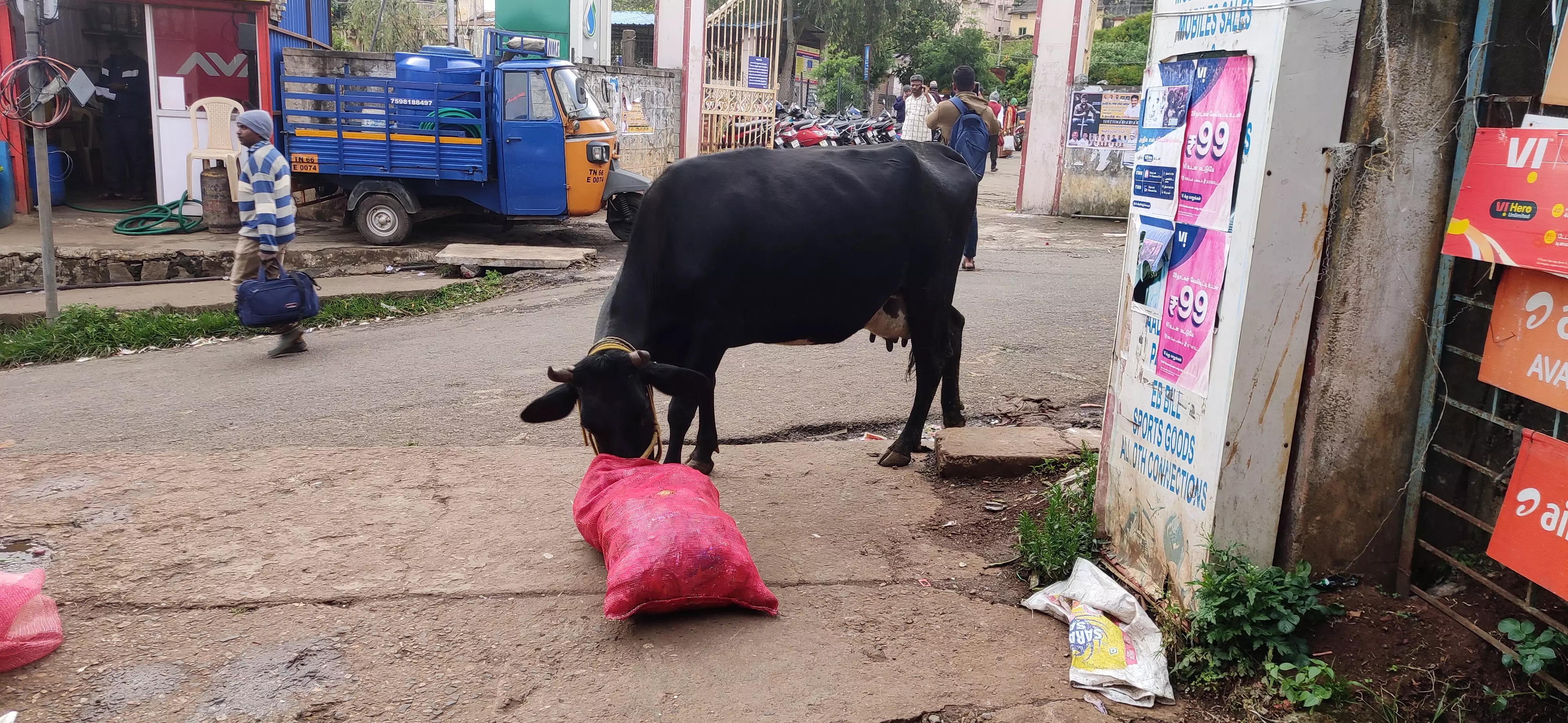 சாலைகளில் சுற்றும் கால்நடைகள்