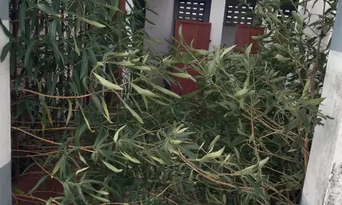 புதர்மண்டிய சுகாதார வளாகம்