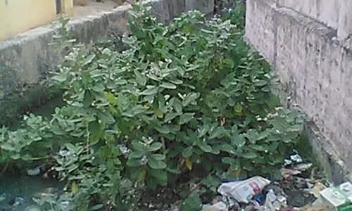 கால்வாயை தூர் வார வேண்டும் கால்வாயை தூர் வார வேண்டும்