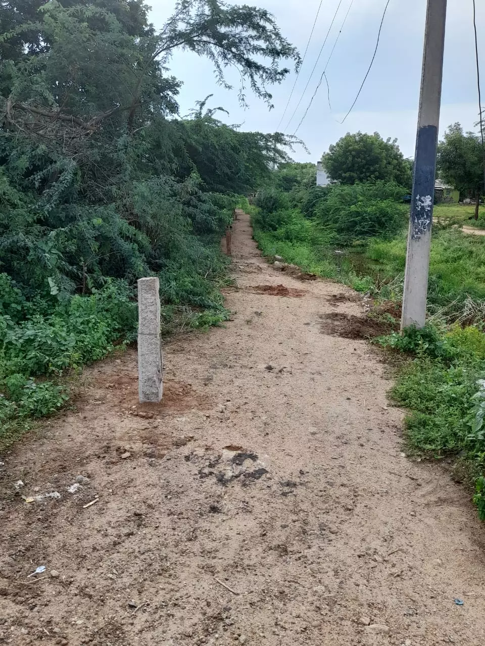 கருவேல மரங்களை அகற்ற வேண்டும்