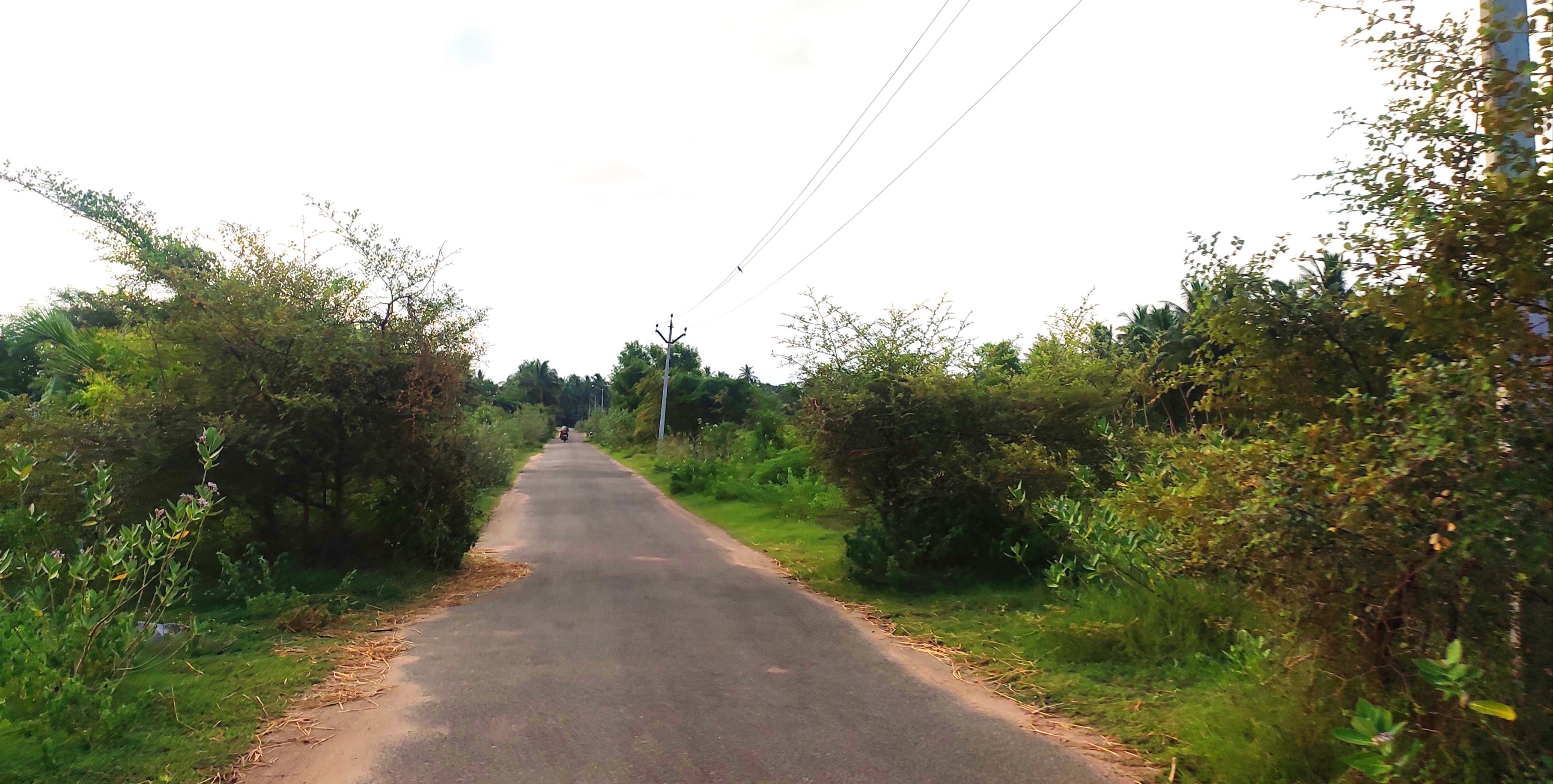 சாலையோரம் வளர்ந்துள்ள முட்செடிகள் அகற்றப்படுமா?