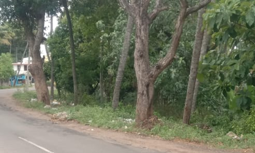 மரம் வெட்டி அகற்றப்பட்டது