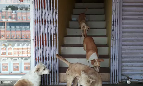 நாய்கள் தொல்லை