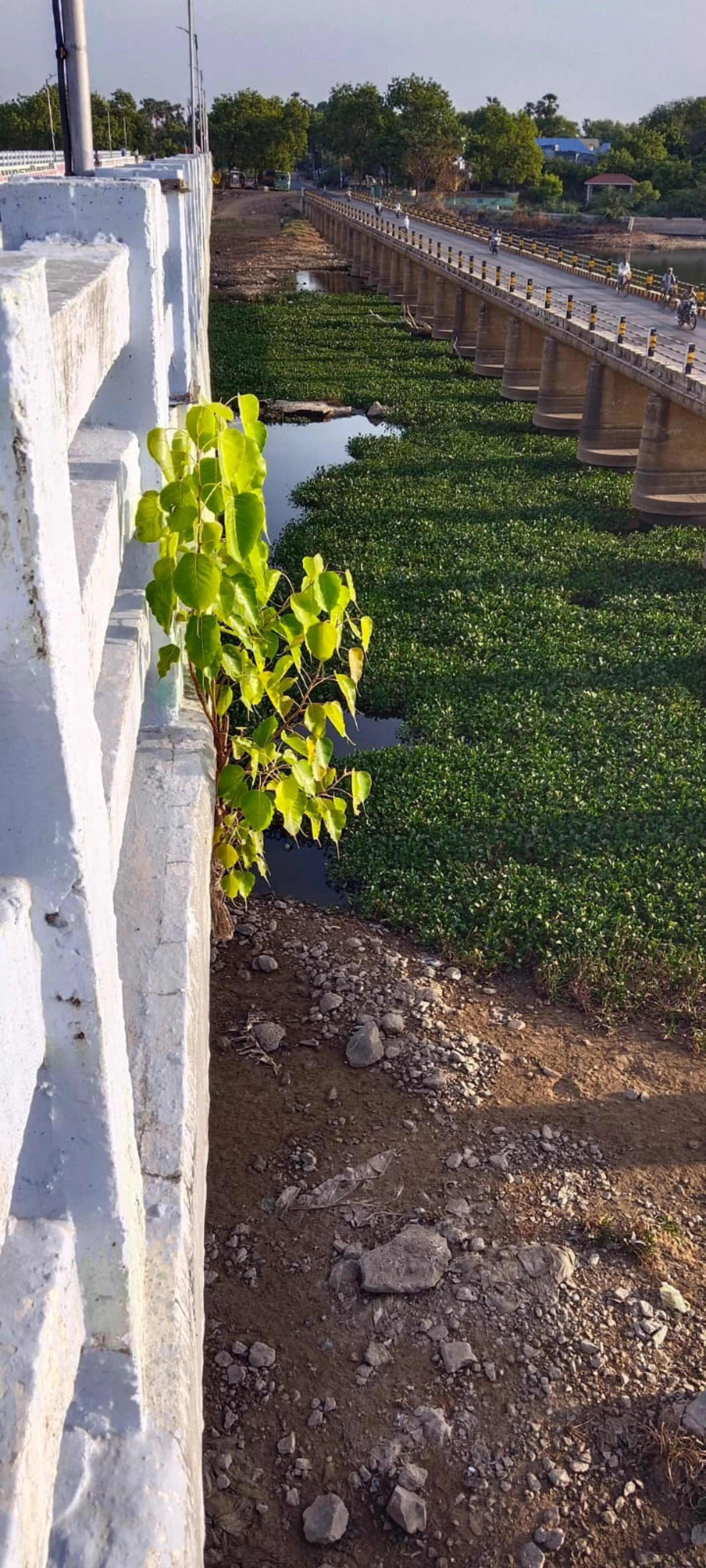 பாலத்தில் முளைத்த மரக்கன்று