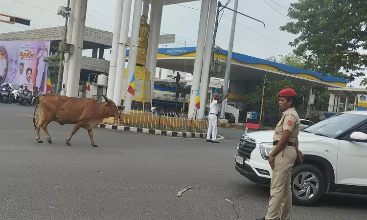 கால்நடைகளால் இடையூறு கால்நடைகளால் இடையூறு