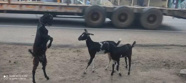 சாலையில் சுற்றித்திரியும் கால்நடைகள் சாலையில் சுற்றித்திரியும் கால்நடைகள்