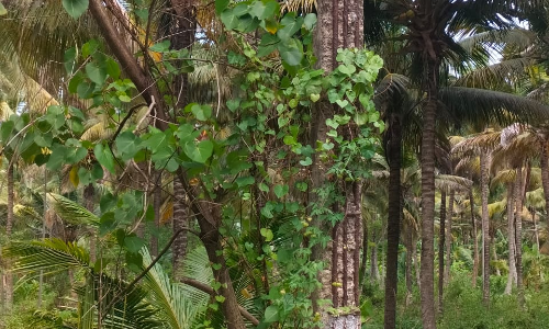 சேதமடைந்த மின்கம்பம்