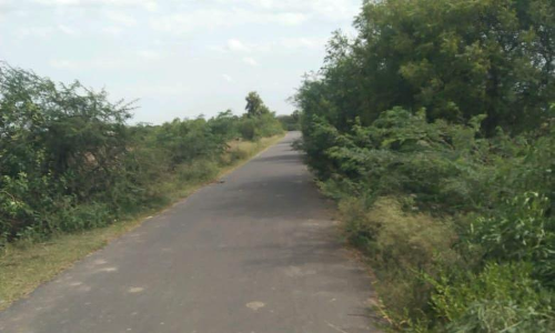 சாலையை மறைத்த முட்செடிகள்