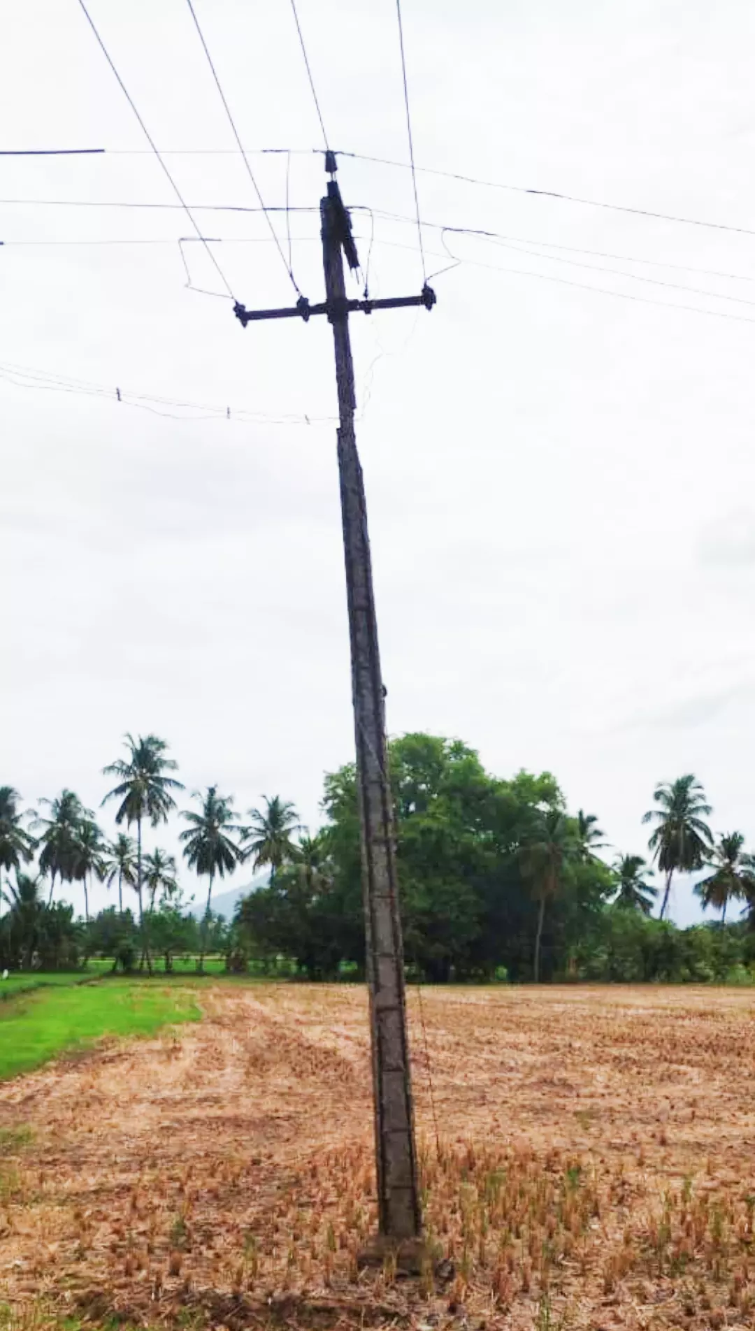 எலும்பு கூடான மின்கம்பம்