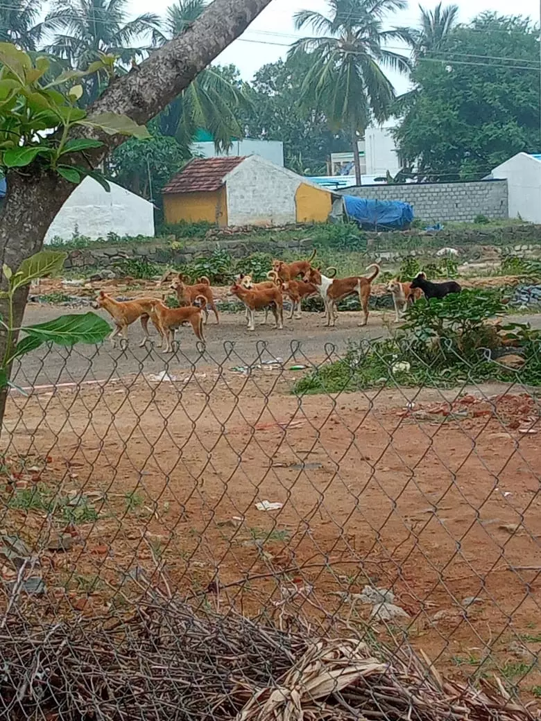 தெருநாய்களால் பொதுமக்கள் அச்சம்