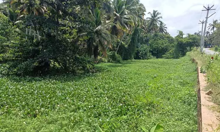 ஆகாயத்தாமரைகள் அகற்றப்படுமா? ஆகாயத்தாமரைகள் அகற்றப்படுமா?