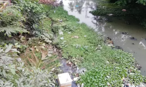 செடிகள் அகற்றப்படுமா?