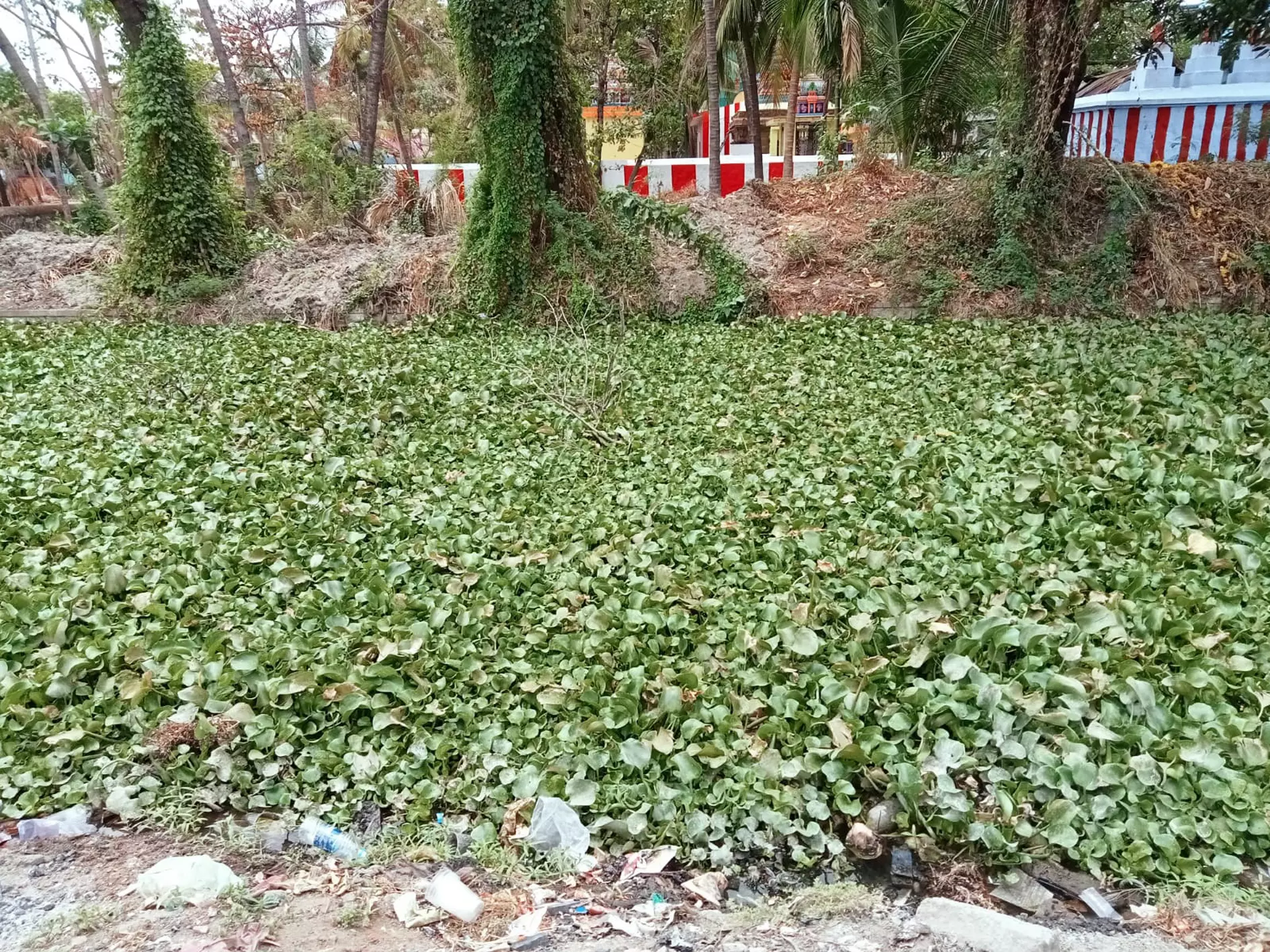 கால்வாயை ஆக்கிரமித்த அமலைச் செடிகள்