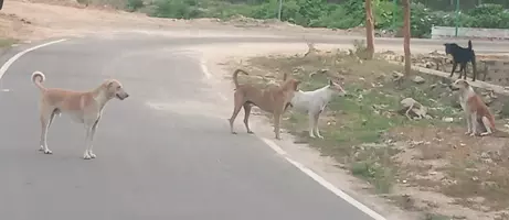 தெருநாய்கள் தொல்லை தெருநாய்கள் தொல்லை