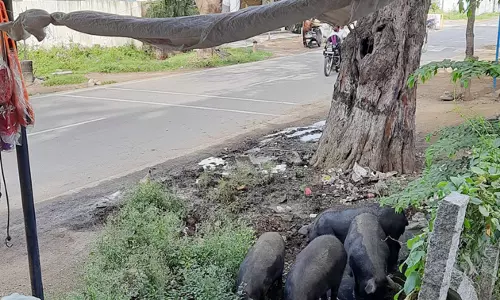 பன்றிகள் தொல்லை பன்றிகள் தொல்லை