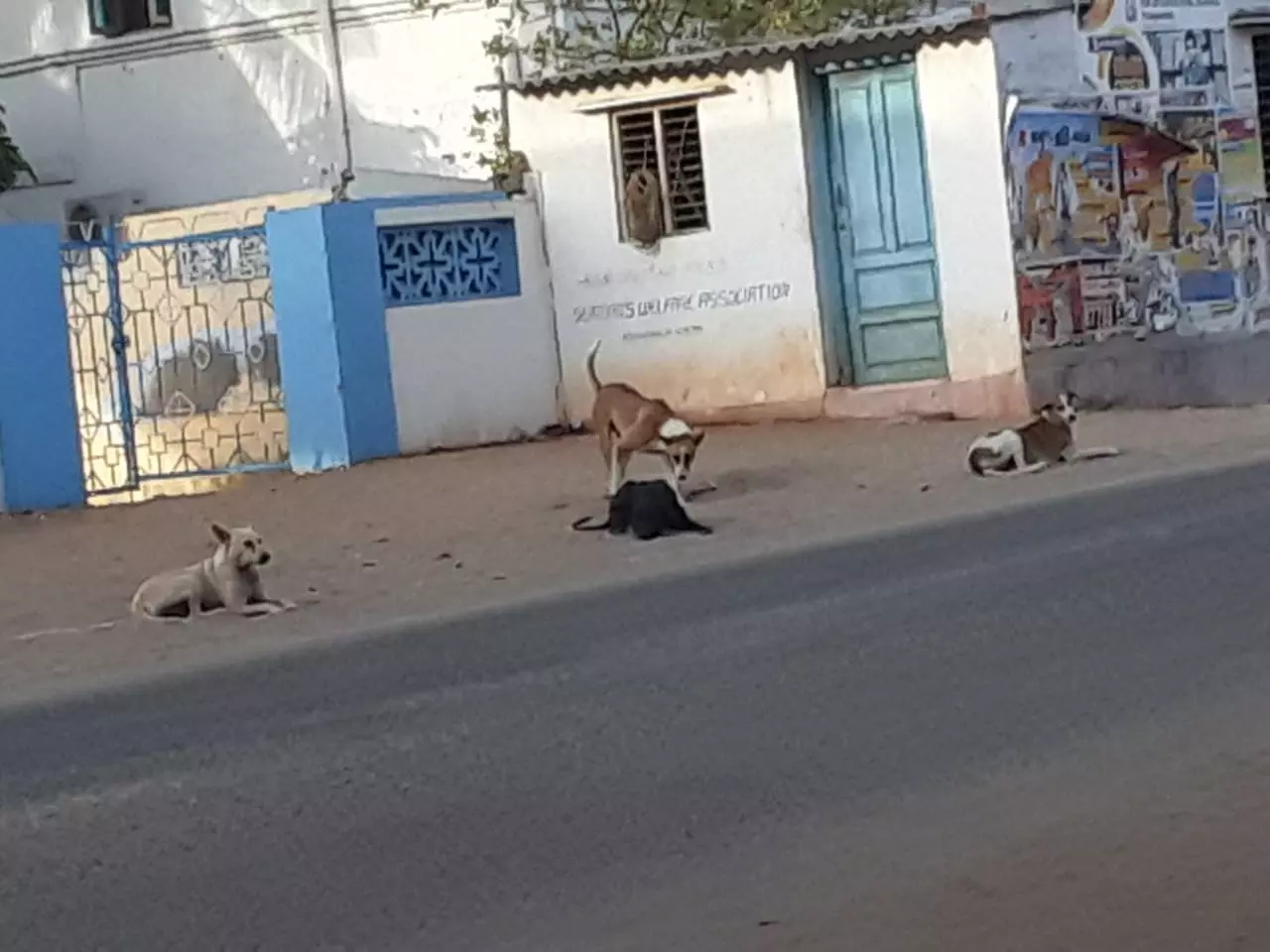 தெருநாய்கள் தொல்லை