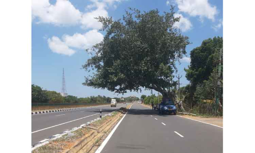 மரக்கிளையை அகற்ற வேண்டும்