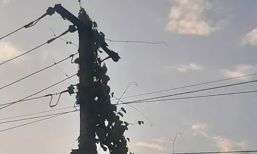 மின்கம்பத்தை சூழ்ந்த செடி, கொடிகள் மின்கம்பத்தை சூழ்ந்த செடி, கொடிகள்