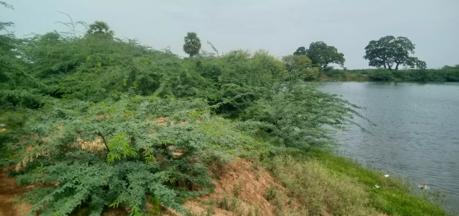 கருவேல மரங்கள் அகற்றப்படுமா? கருவேல மரங்கள் அகற்றப்படுமா?