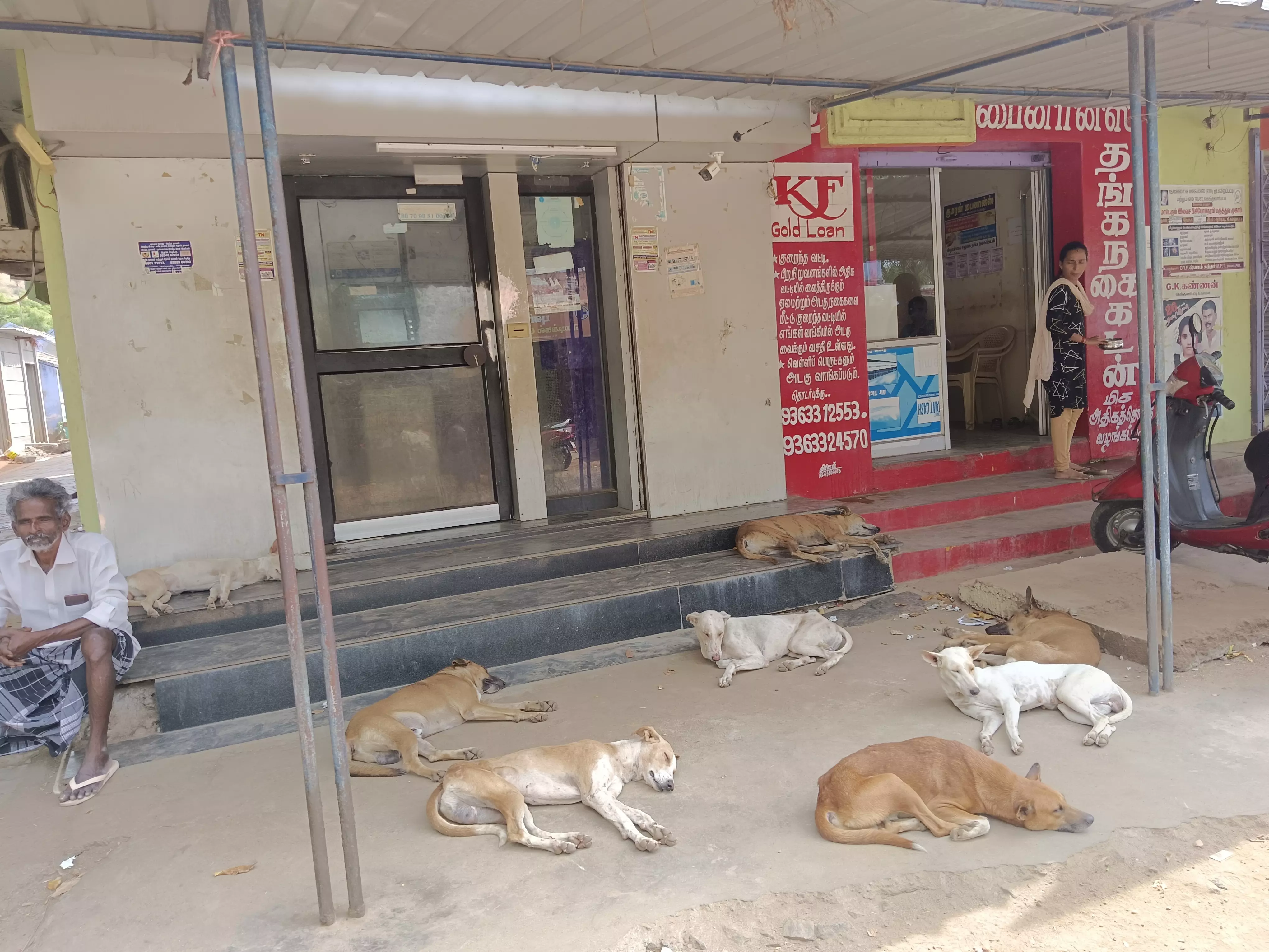 தெருநாய்கள் தொல்லை தெருநாய்கள் தொல்லை