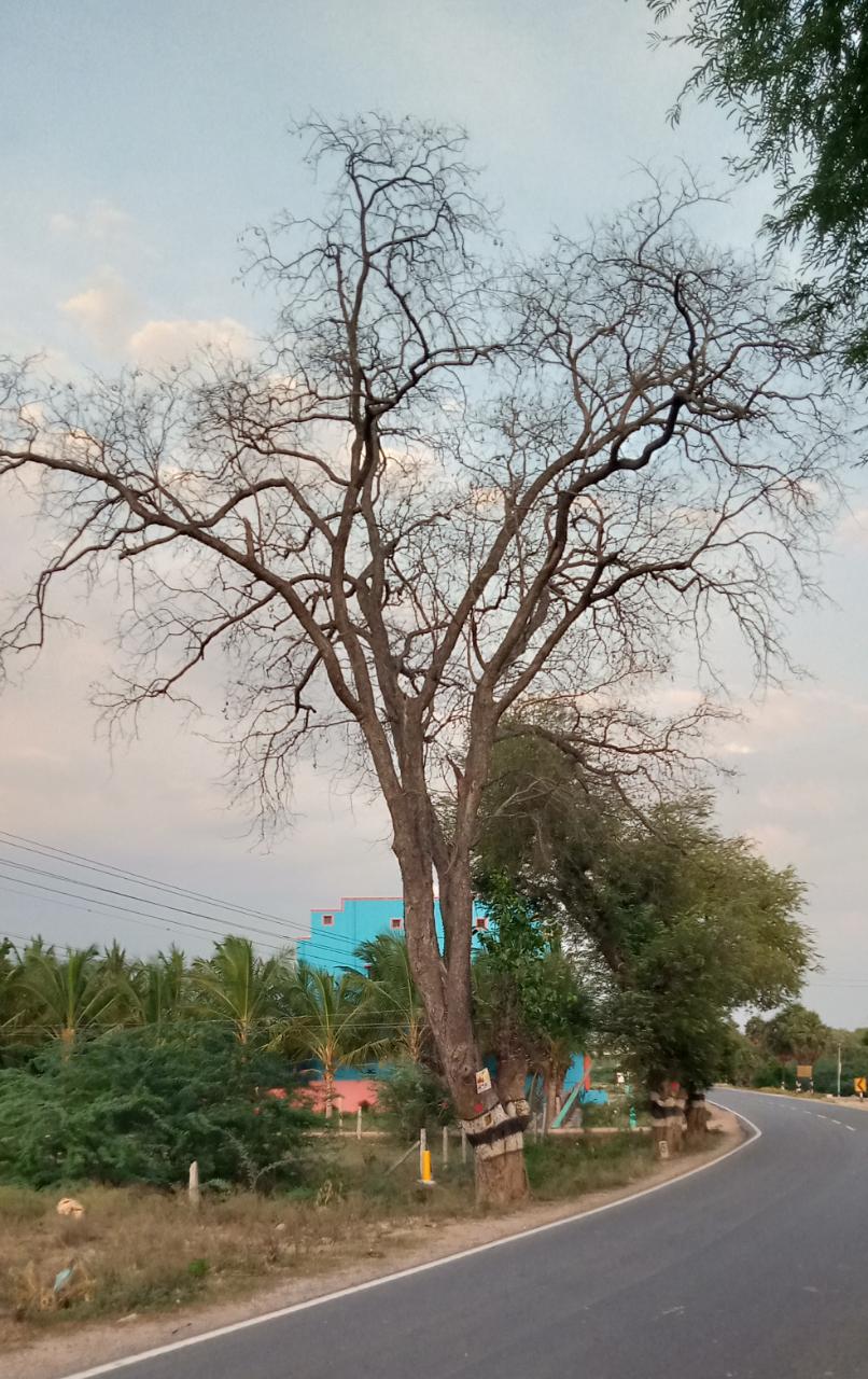 பட்டுப்போன புளிய மரம் பட்டுப்போன புளிய மரம்