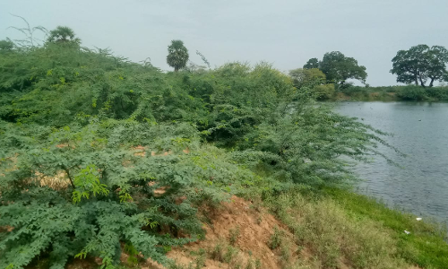 கருவேல மரங்கள் அகற்றப்படுமா? கருவேல மரங்கள் அகற்றப்படுமா?