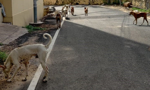 தெருநாய்கள் தொல்லை தெருநாய்கள் தொல்லை