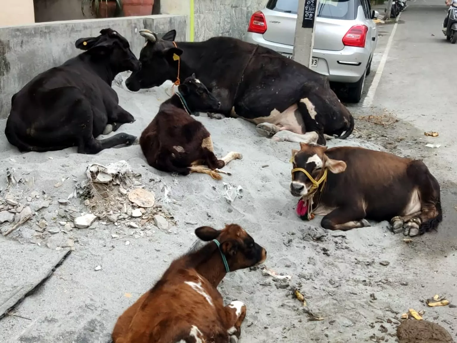 சாலையில் சுற்றித்திரியும் மாடுகள்