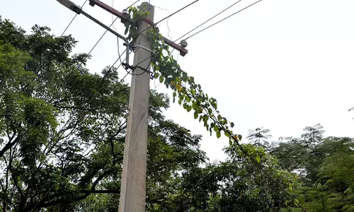 கொடிகள் படர்ந்த மின்கம்பம்