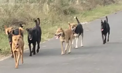 நாய்கள் தொல்லை நாய்கள் தொல்லை