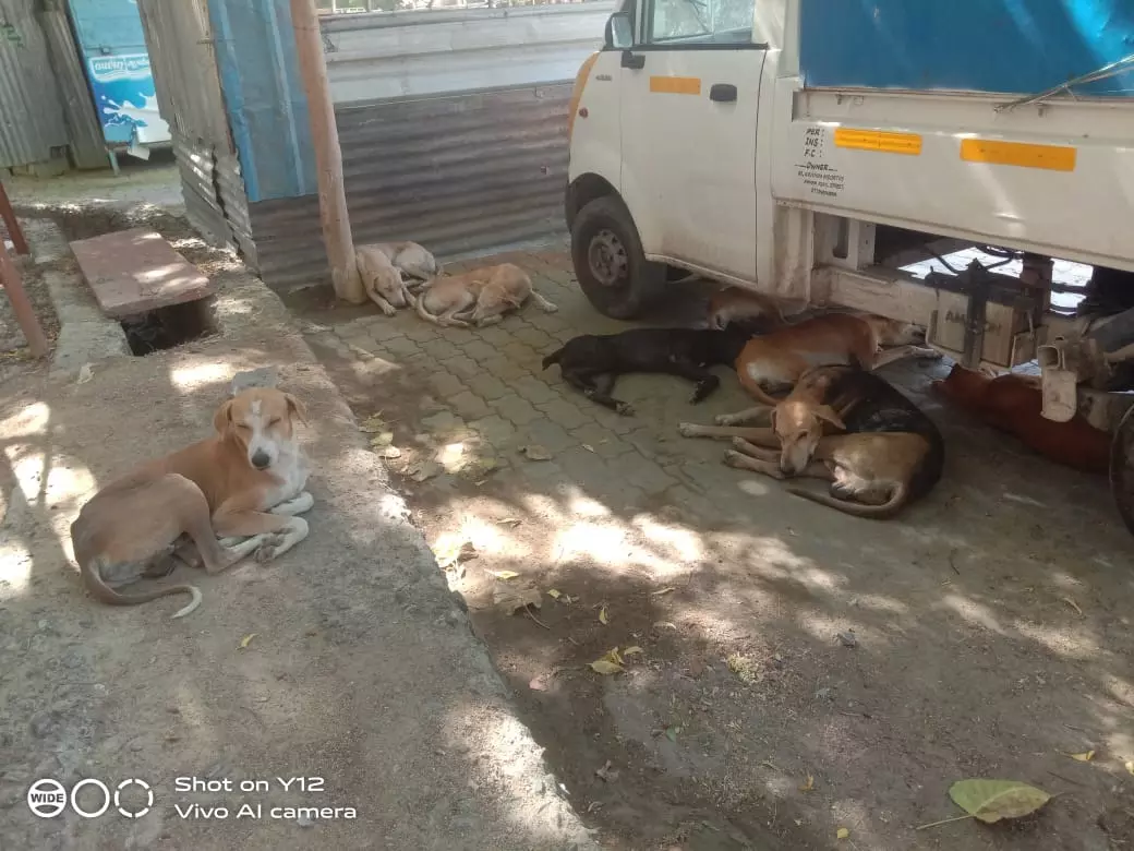 தெருநாய்கள் தொல்லை தெருநாய்கள் தொல்லை