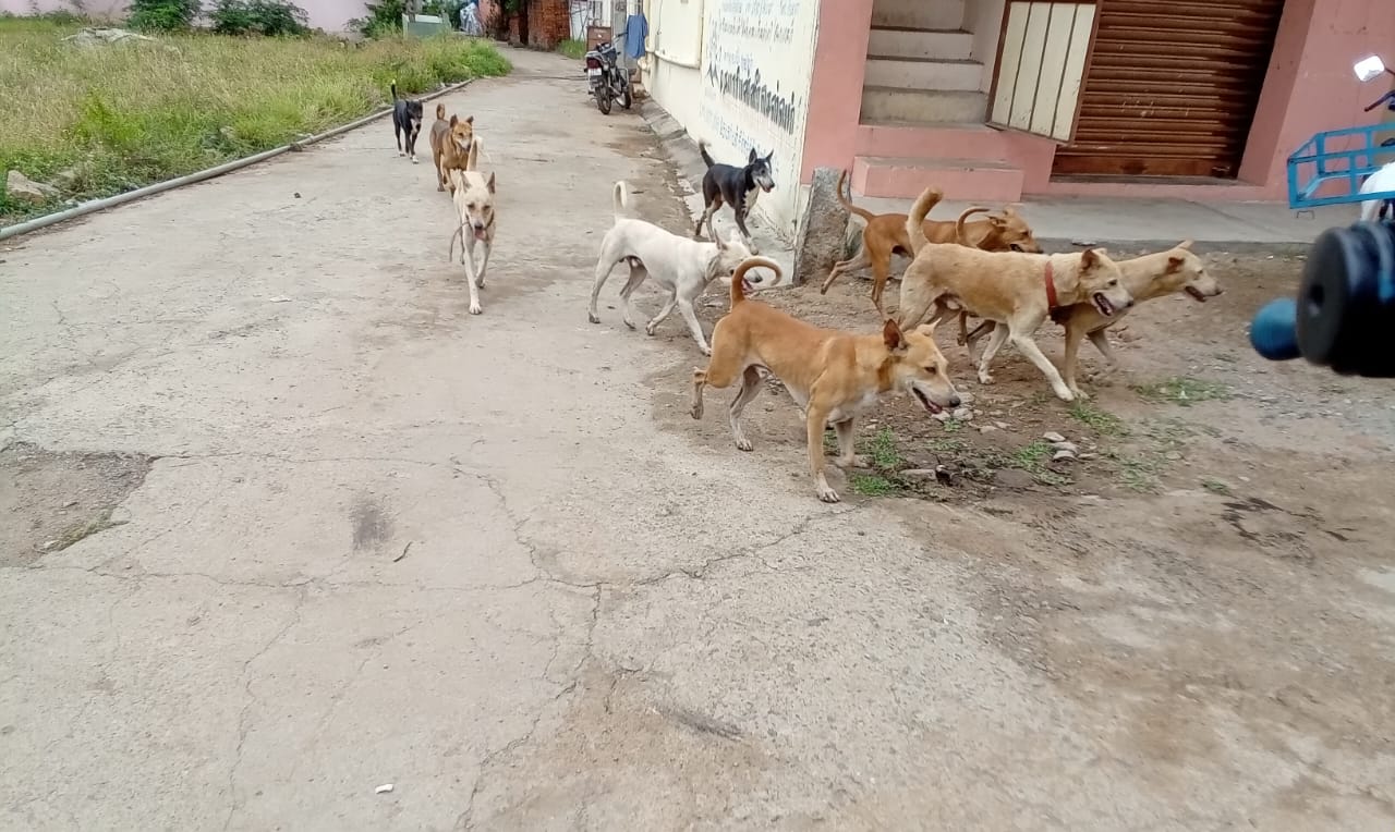 நாய்கள் தொல்லை