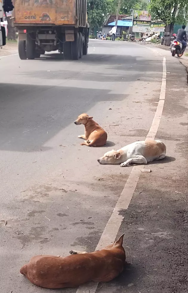 நாய்கள் தொல்லை நாய்கள் தொல்லை