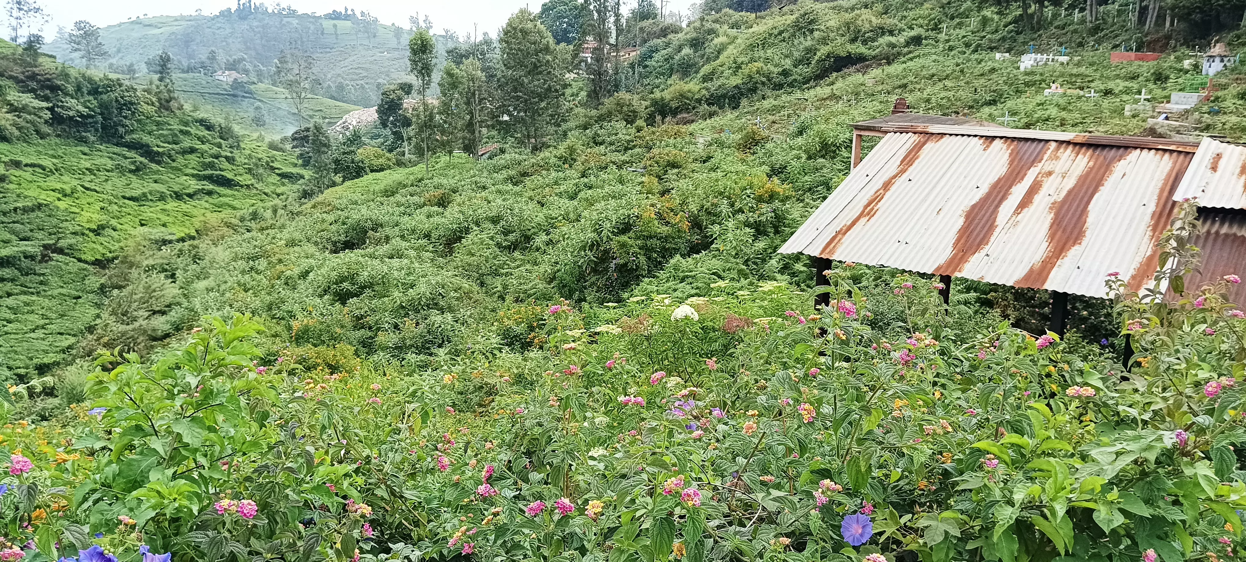 புதர் செடிகள் அகற்றப்படுமா? புதர் செடிகள் அகற்றப்படுமா?