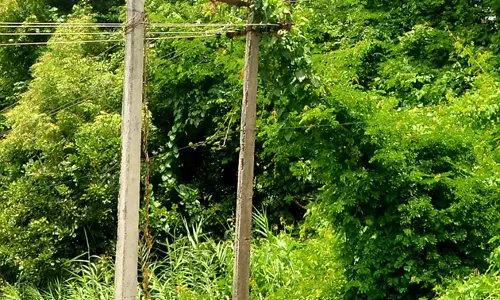 கொடிகள் படர்ந்த மின்கம்பம் கொடிகள் படர்ந்த மின்கம்பம்