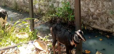 தேங்கி நிற்கும் கழிவுநீர்