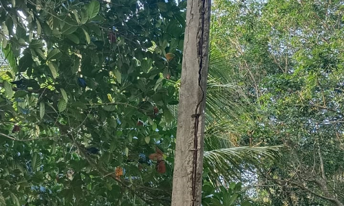 சேதமடைந்த மின்கம்பம்