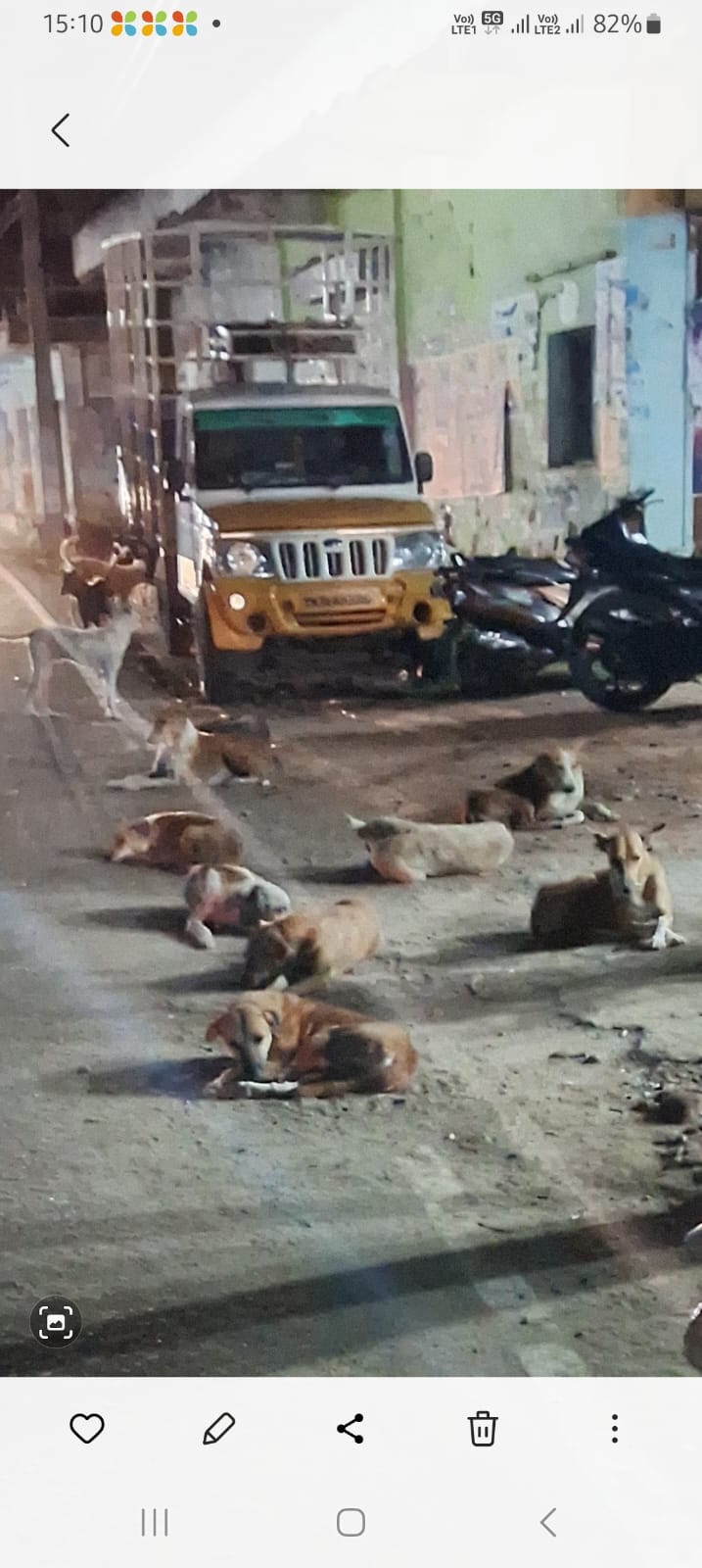 நாய்கள் தொல்லை