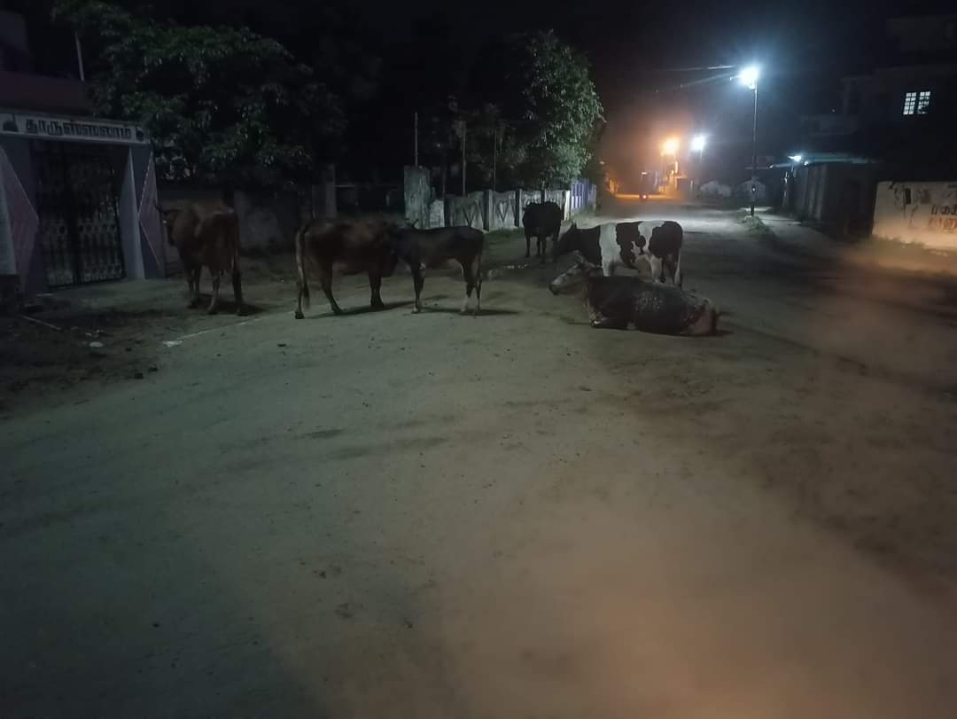 சாலையில் சுற்றித்திரியும் மாடுகள்