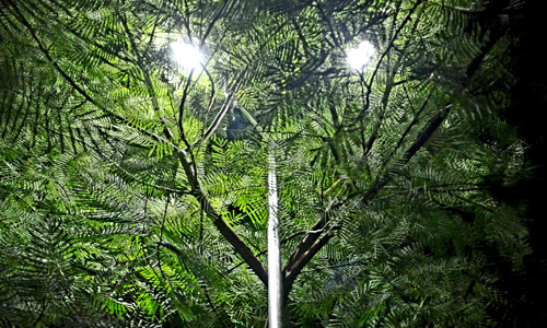 மின்கம்பத்தை சூழ்ந்த மரக்கிளைகள் மின்கம்பத்தை சூழ்ந்த மரக்கிளைகள்