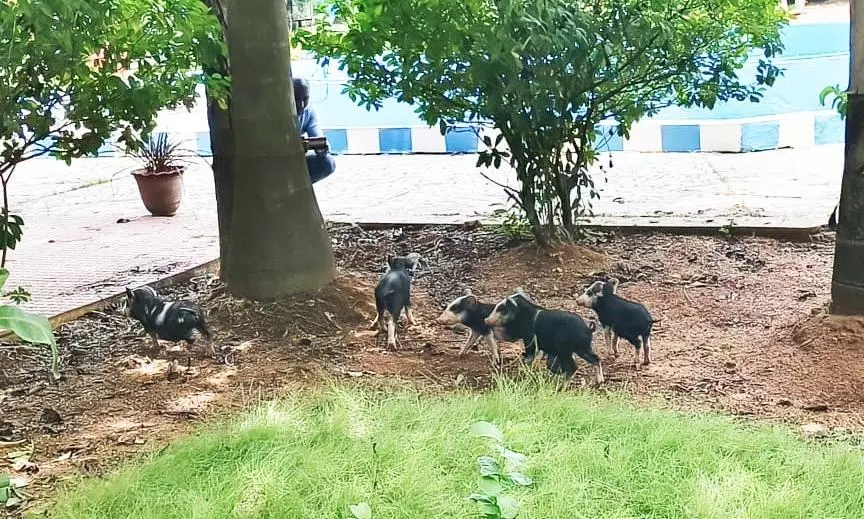 கலெக்டர் அலுவலகத்தில் சுற்றித்திரியும் பன்றிகள் கலெக்டர் அலுவலகத்தில் சுற்றித்திரியும் பன்றிகள்