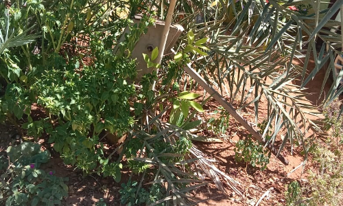 புதர் மண்டிய அடிபம்பு