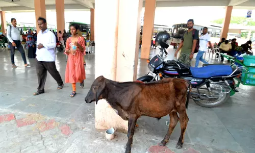 பஸ் நிலையத்தில் சுற்றி வரும் மாடுகள் பஸ் நிலையத்தில் சுற்றி வரும் மாடுகள்