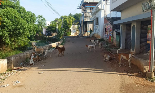 தெருநாய்கள் தொல்லை