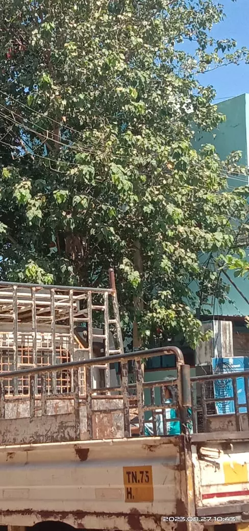 மரக்கிளையை அகற்ற வேண்டும்