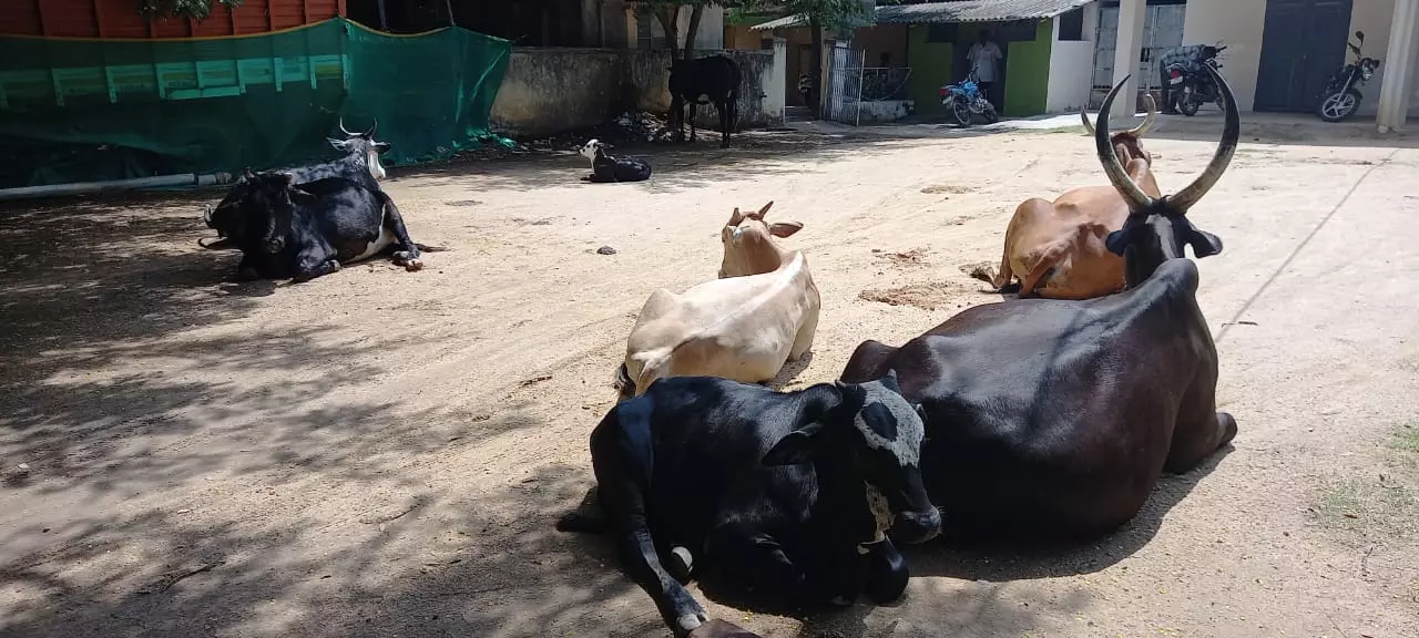 கால்நடைகளால் இடையூறு கால்நடைகளால் இடையூறு