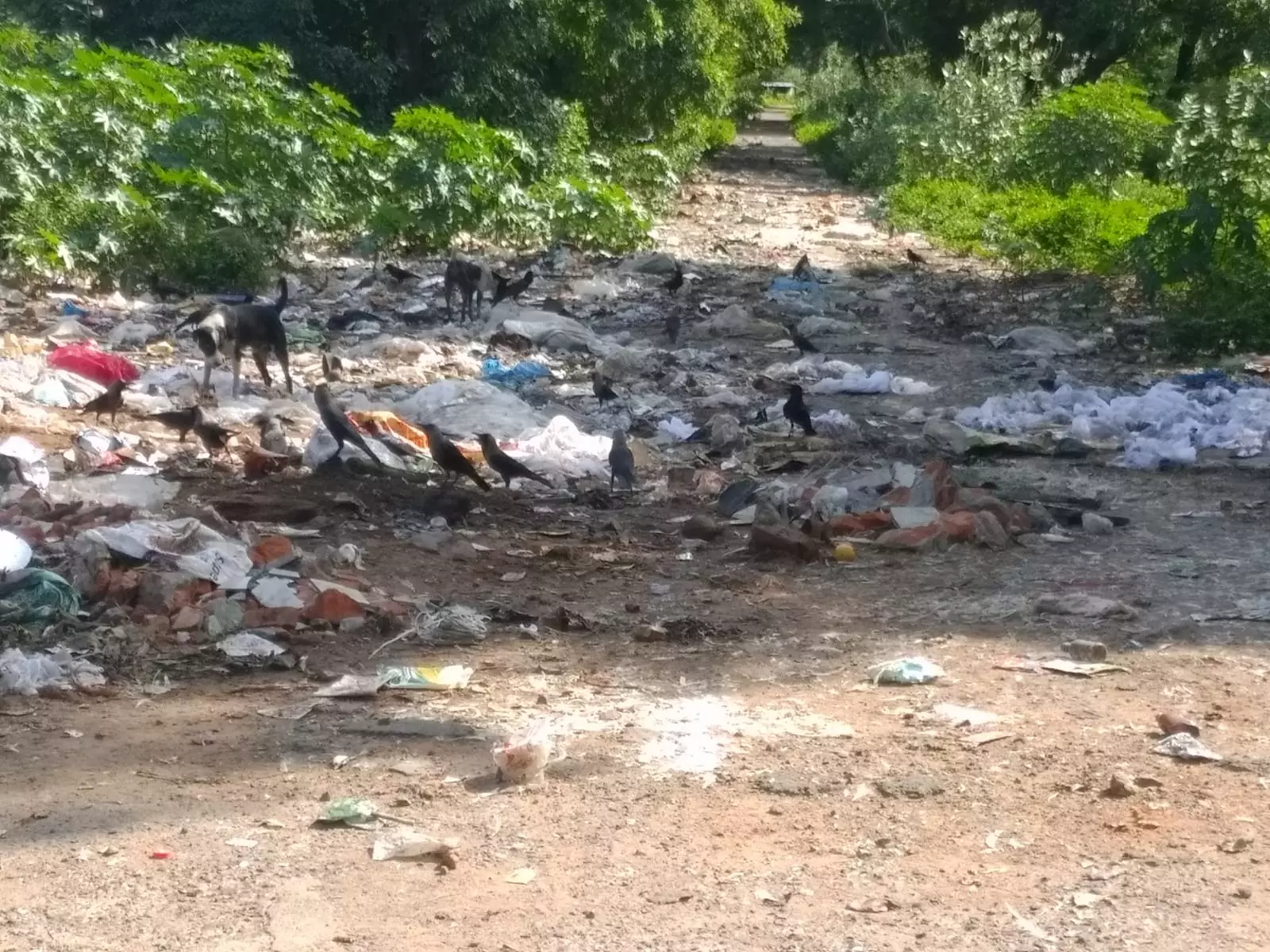 குப்பைகள் அகற்றப்படுமா?