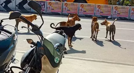 தெருநாய்கள் தொல்லை