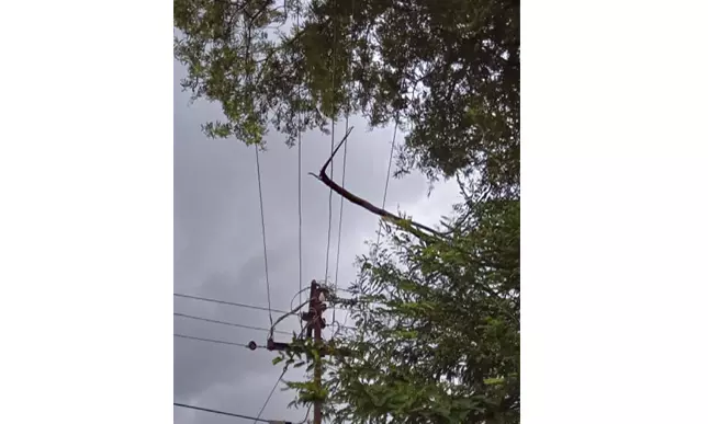 மின்கம்பியில் விழுந்த மரக்கிளை மின்கம்பியில் விழுந்த மரக்கிளை